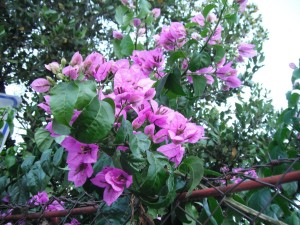 bougenvillea