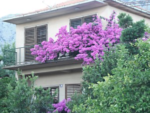 bougenvillea