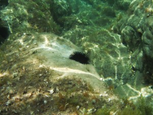 Mořský ježek