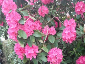 Rododendron